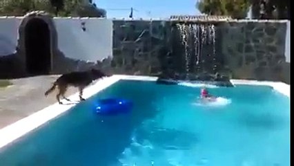 شاهد وفاء كلب لصاحبه