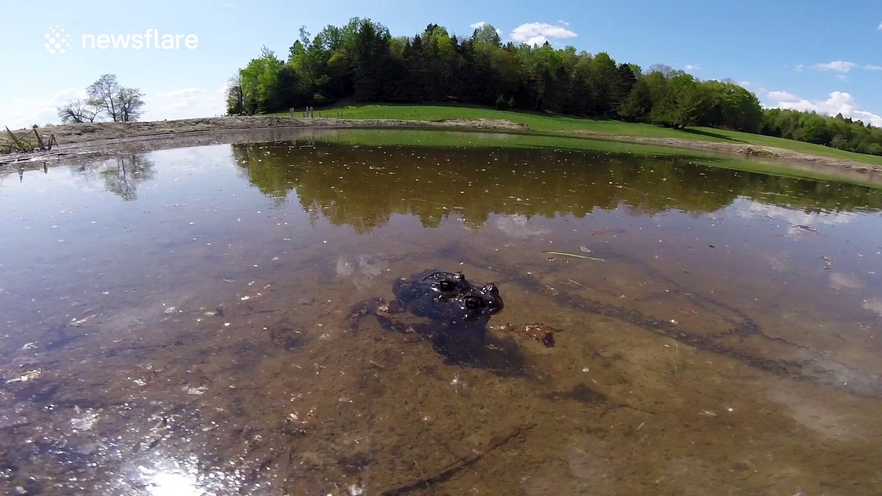 Underwater view of toad mating and producing eggs