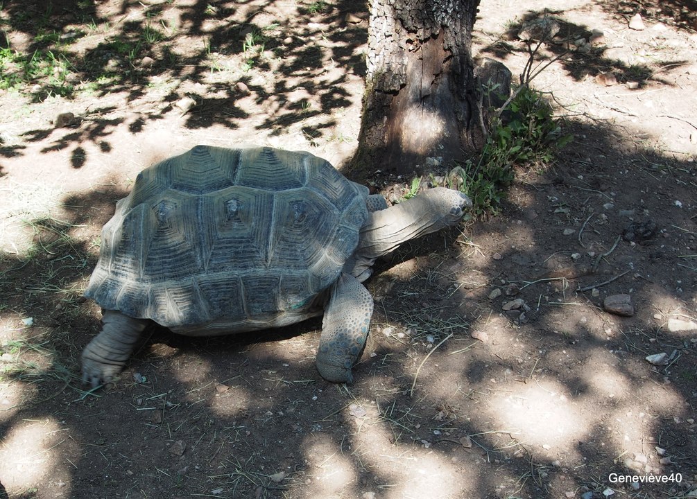 le village des tortues Gonfaron en région PACA en HD 720