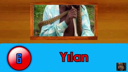 Canlı Canlı Yenilen 10 Hayvan Türü