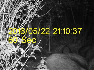 sanglier camera ducatillon