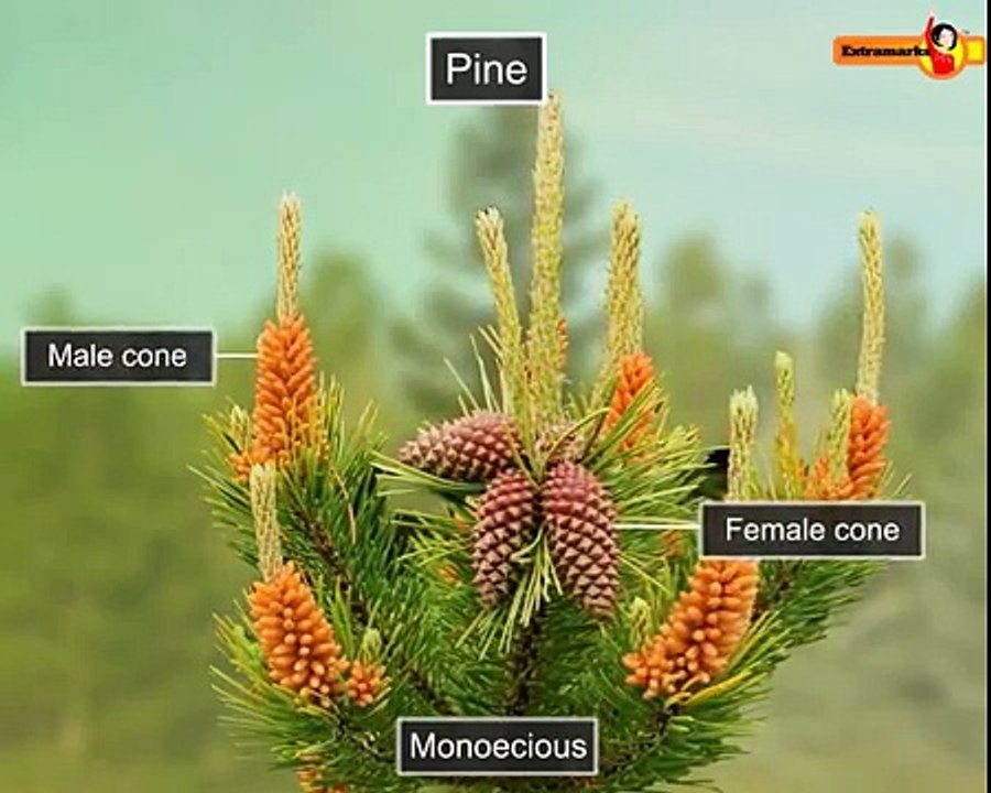 Study NCERT Solutions for Class 11th Biology  -  Extramarks