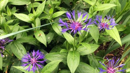 Petite balade dans le jardin