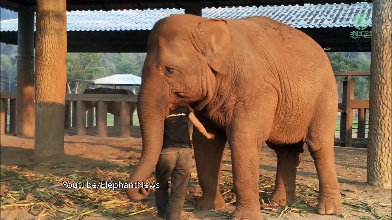 Trop chou ! Cet éléphant s'endort quand elle lui chante une berceuse !