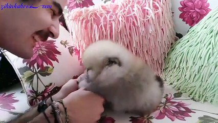 Sevgi Yumağı Köpecik