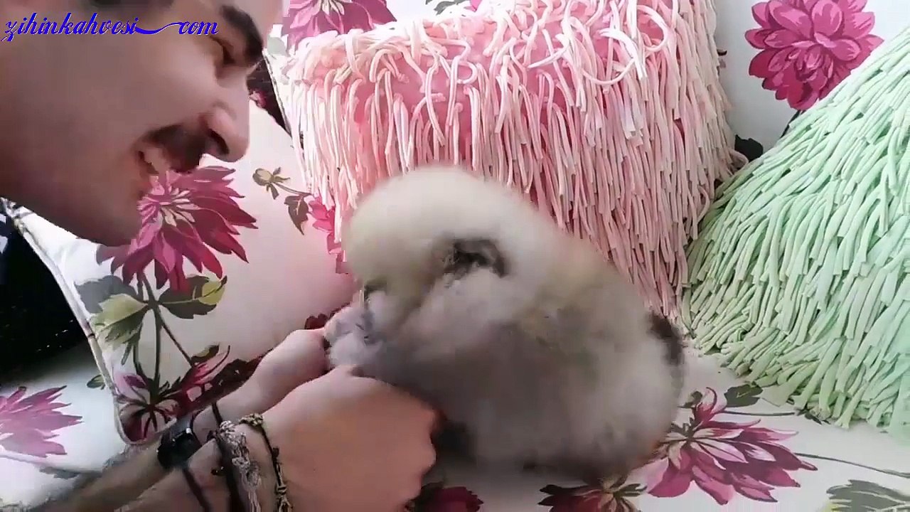 Sevgi Yumağı Köpecik