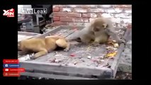 Tổng hợp video khỉ trêu chó hài hước nhất - Những con khỉ mất nết nhất