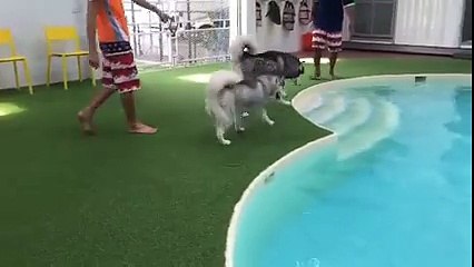 Husky pool party en famille. Adorable