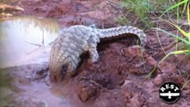 Ce pangolin est le plus heureux du monde dans la boue !