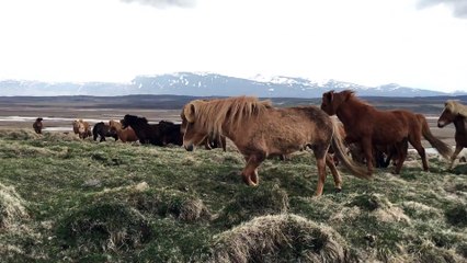 Des cheveaux sauvages viennent à sa rencontre naturellement en Islande - Pas si sauvage que ça