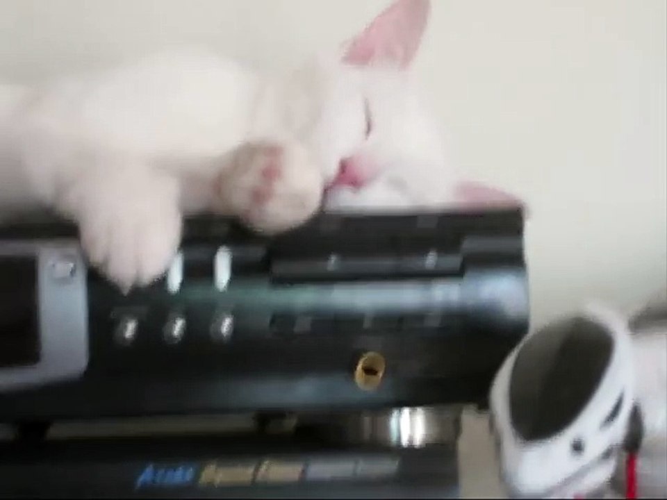 Ce chat est plus efficace qu'un détecteur de présence ou qu'une alarme