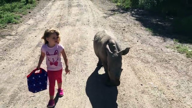 Quand un bébé rhinocéros fait un bout de chemin avec toi...