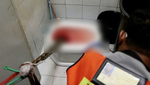 Mordu par un python dans ses toilettes