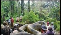WORLD BIGGEST SNAKE ANACONDA FOUND IN AMERICA'S AMAZON RIVER