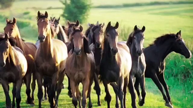 Info's und die neuen Pferde zur Folge Wild [ZEIT DER FINSTERNIS ] deutsch ♥️