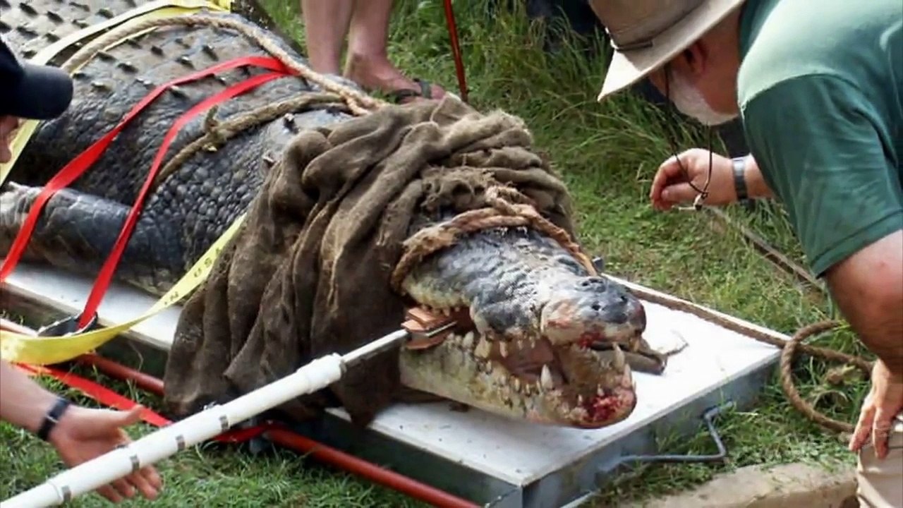Crocodile Attacks Swimmer
