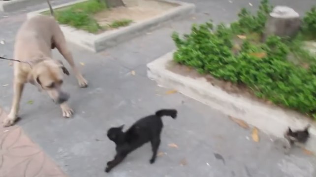 Une maman protège ses chatons face à un gros chien !