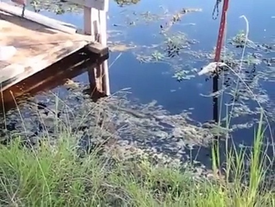 Crazy Old Redneck Feeds a Water Moccasin Snake By Hand -By Funny & Amazing Videos Follow US!!!!!!!!
