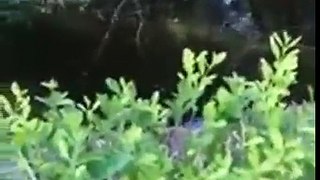 Drunk Idiot Jumps Into Lion Exhibit To Pet Them -By Funny & Amazing Videos Follow US!!!!!!!!