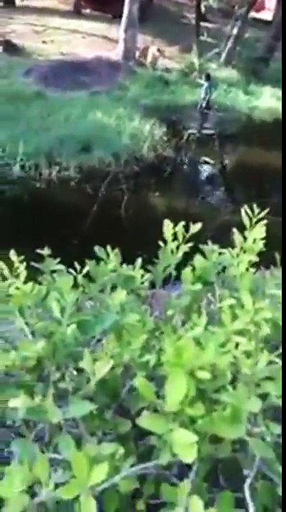 Drunk Idiot Jumps Into Lion Exhibit To Pet Them -By Funny & Amazing Videos Follow US!!!!!!!!