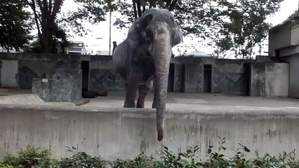 L'éléphant le plus triste du monde est mort à l'âge de 69 ans