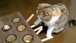 Homemade Device Keeps Cat Busy -By Funny & Amazing Videos Follow US!!!!!!!!