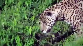 Leopard Dive Bombs a Crocodile In a River -By Funny & Amazing Videos Follow US!!!!!!!!