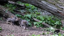 L'instant meugnon : Ces louveteaux sont sous haute surveillance pour leur première sortie