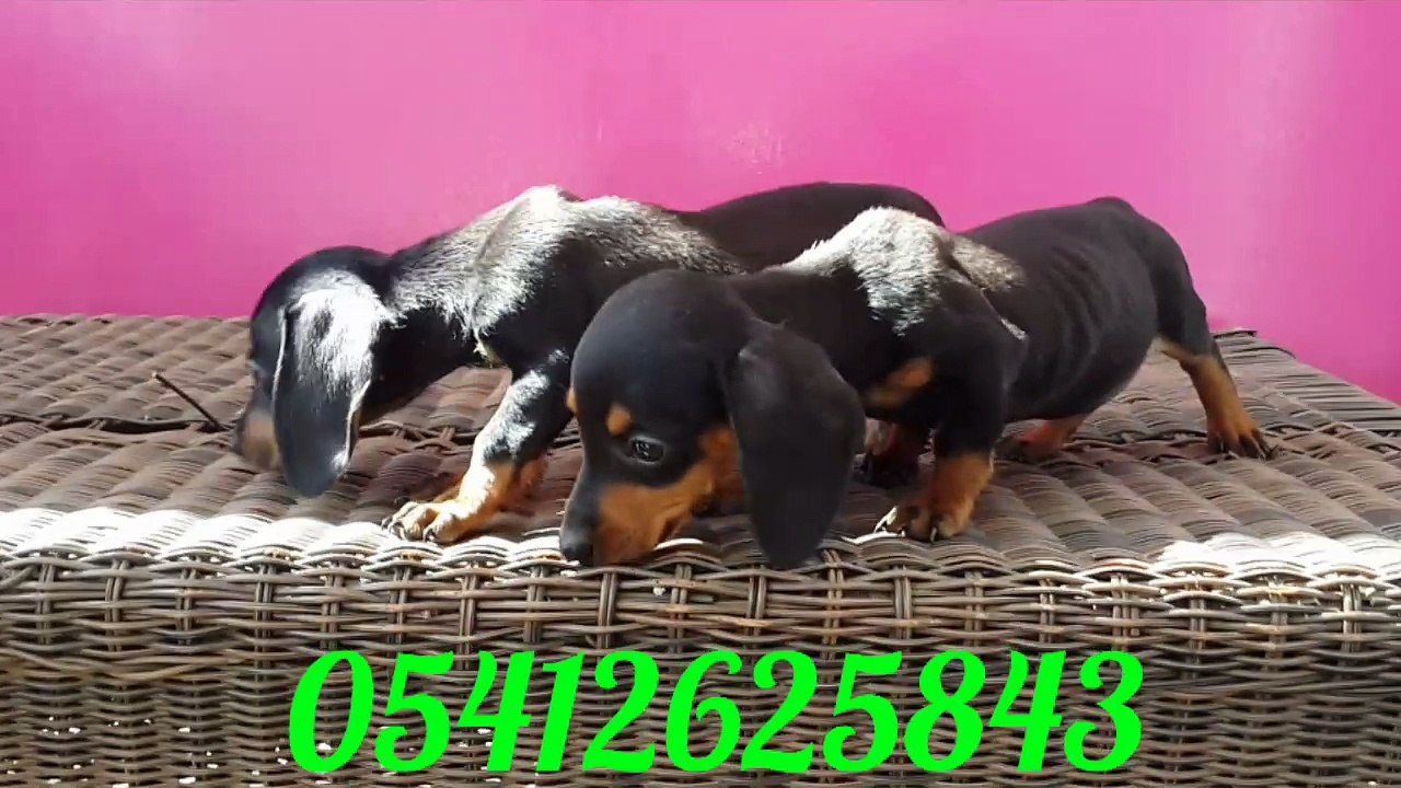 Dachshund köpek yavru 05412625843