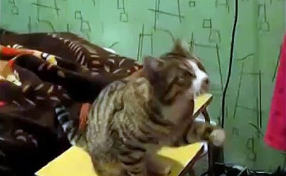 Такого я еще не видел! Кот показывает хозяйке, как нужно правильно его гладить.