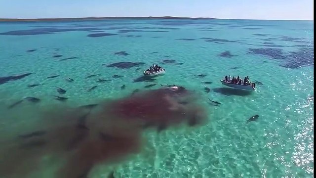Les images choc d'une baleine dévorée par des dizaines de requins