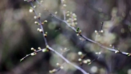 Helios 44-2 manual lens test - 5