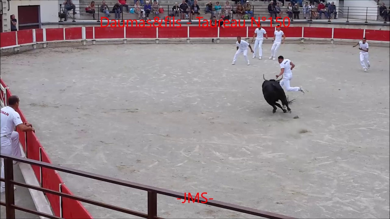Raseteur accroché-Manade Daumas&fils-Taureau N°150-Bellegarde-Course Camarguaise-2016/05/26