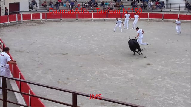 Raseteur accroché-Manade Daumas&fils-Taureau N°150-Bellegarde-Course Camarguaise-2016/05/26