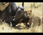 Biggest wild animal fights - CRAZIEST Animals Attack - Crocodile vs Lion vs Wildebeest
