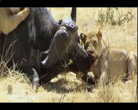 Biggest wild animal fights - CRAZIEST Animals Attack - Crocodile vs Lion vs Wildebeest