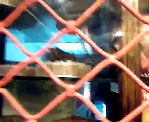 Rats dancing in Gourmet Bakery ..... cake khany sa pahly ya video zaror dakhain..