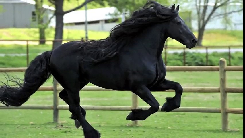 Il a t lu le plus beau cheval du monde et vous allez tout