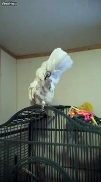 Un perroquet utilise son cure-dent comme son maitre!
