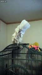 Un perroquet utilise son cure-dent comme son maitre!