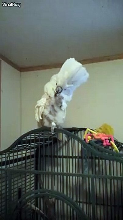 Un perroquet utilise son cure-dent comme son maitre!