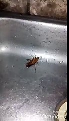 The Best Running Man Challenge So Far