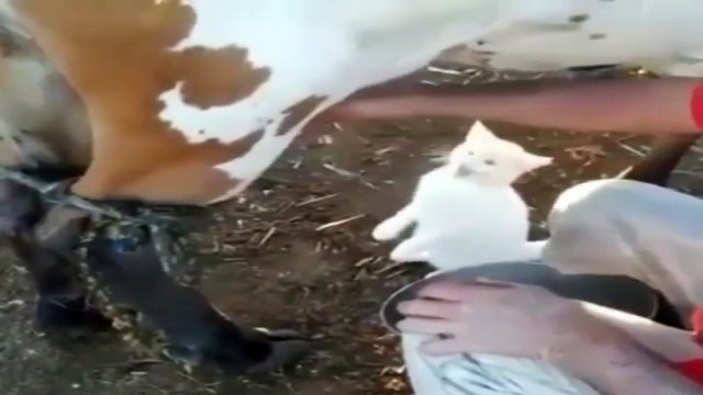 Кот пьет молоко прям из вымя !
