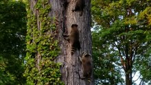 Cette famille de ratons-laveurs va vous faire totalement craquer !