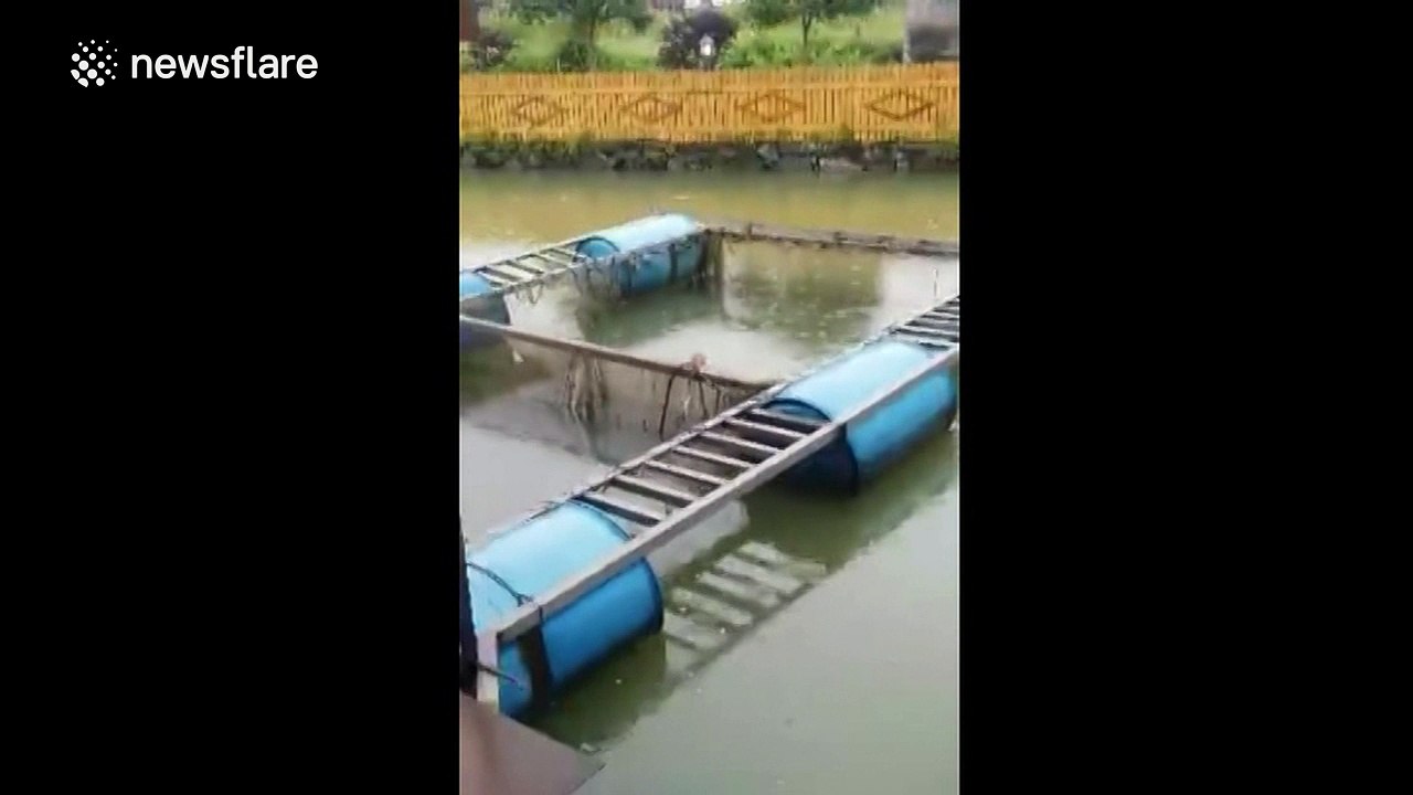Huge rat pulls snake with its mouth