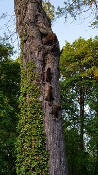 Une famille de ratons laveurs tellement adorable