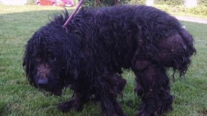 Un chien enfermé depuis 2 ans dans une pièce minuscule libéré par des policiers