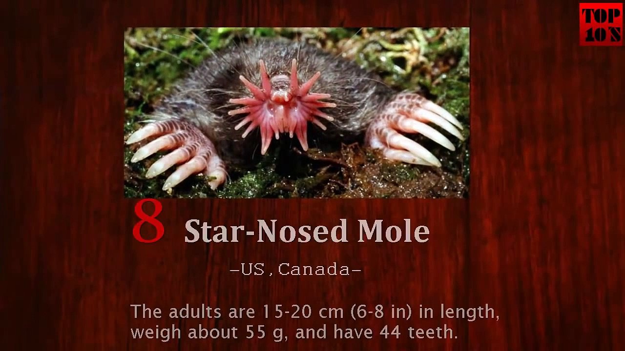 Strange Animal Came Out from Indian Ocean