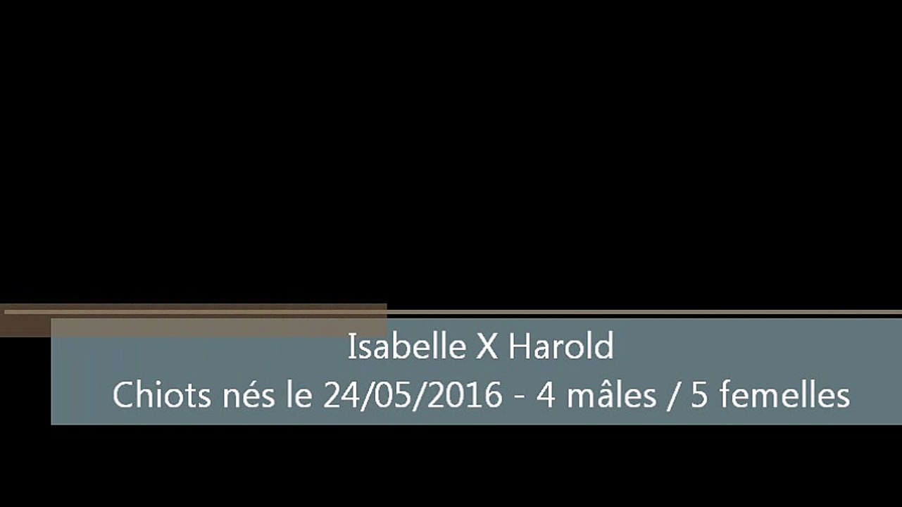 Chiots cocker américain à réserver