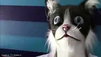 cat face man scare the cats